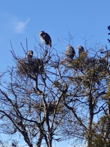 Heron Rookery Tree