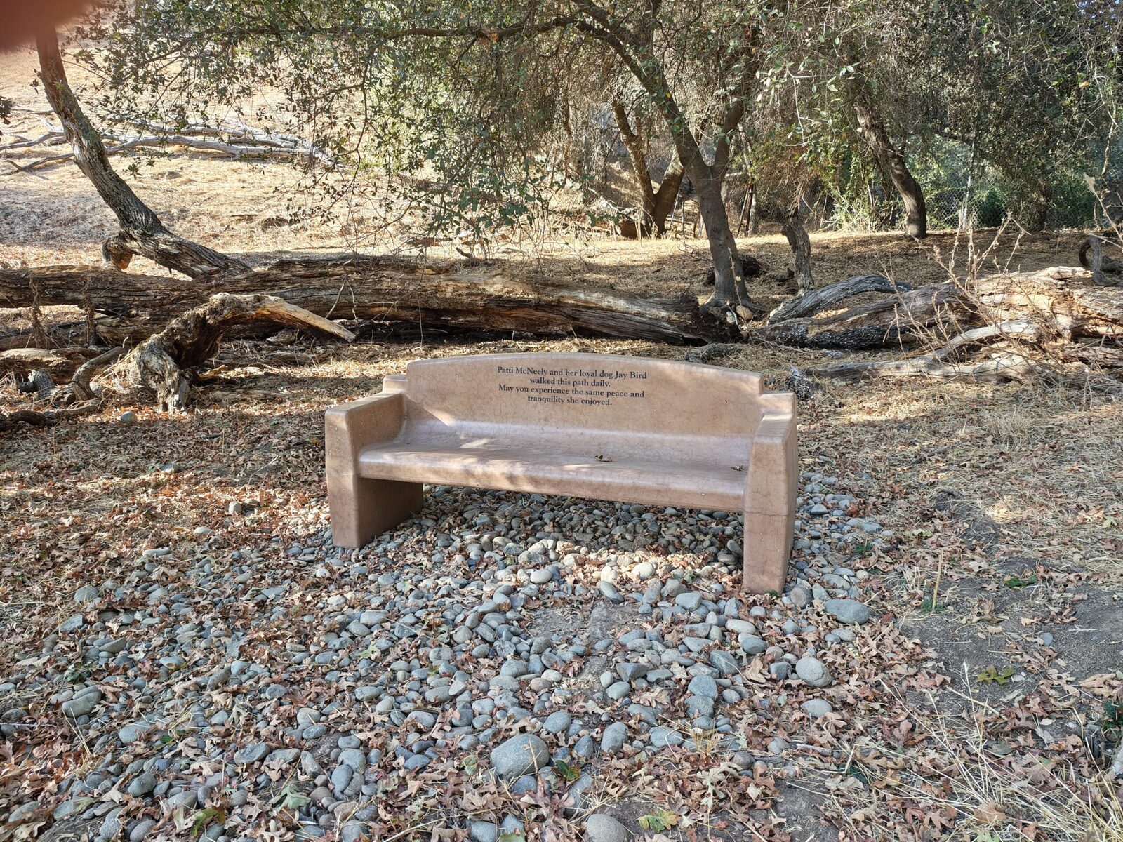 A bench in the shade beneath the oaks