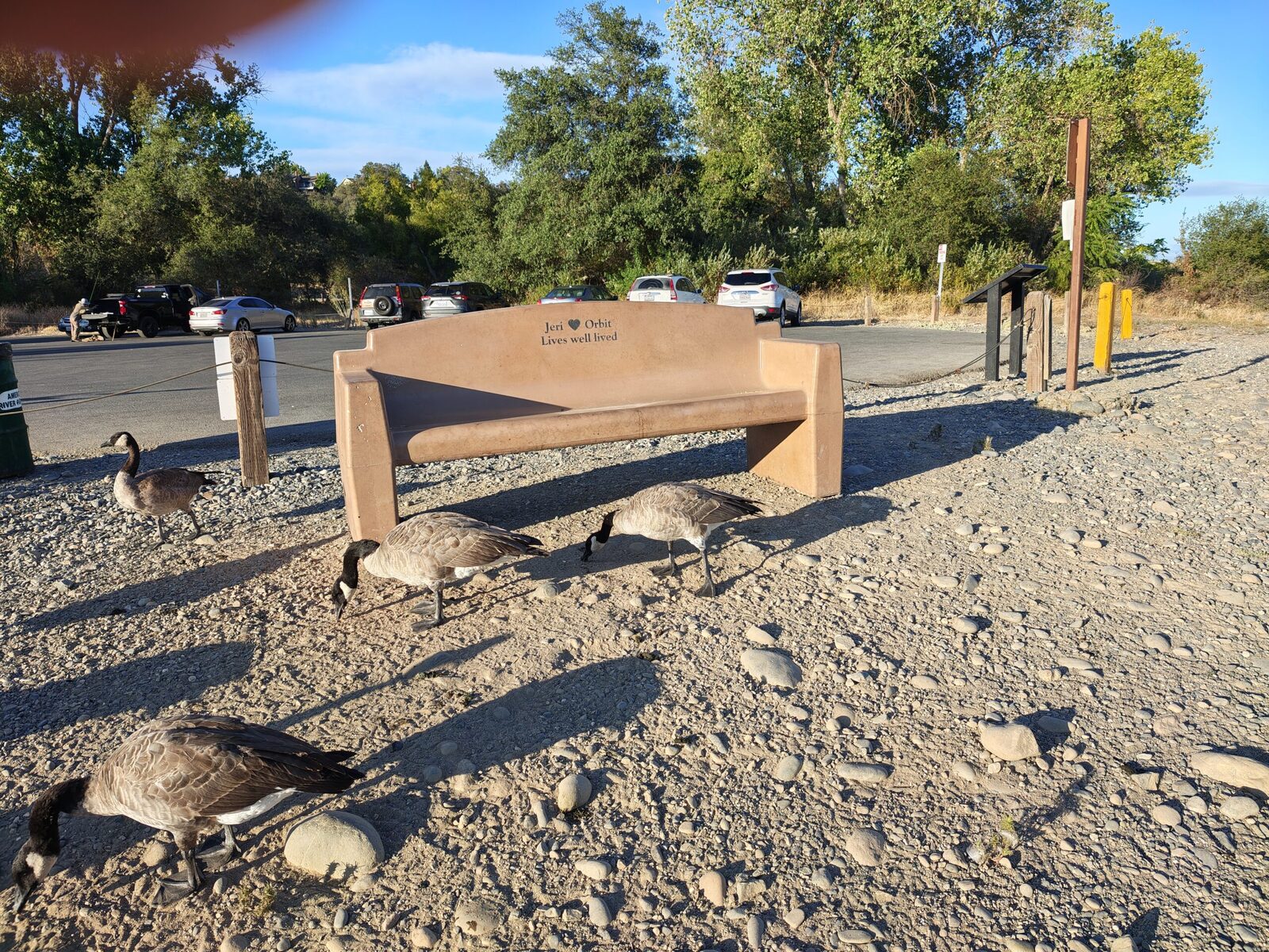 Geese resting beside a bench at the parking lot