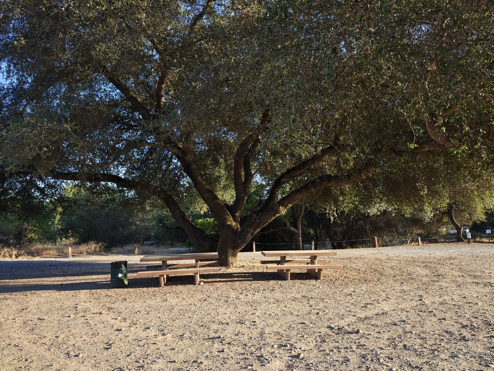 Picnic tables under the giant oak