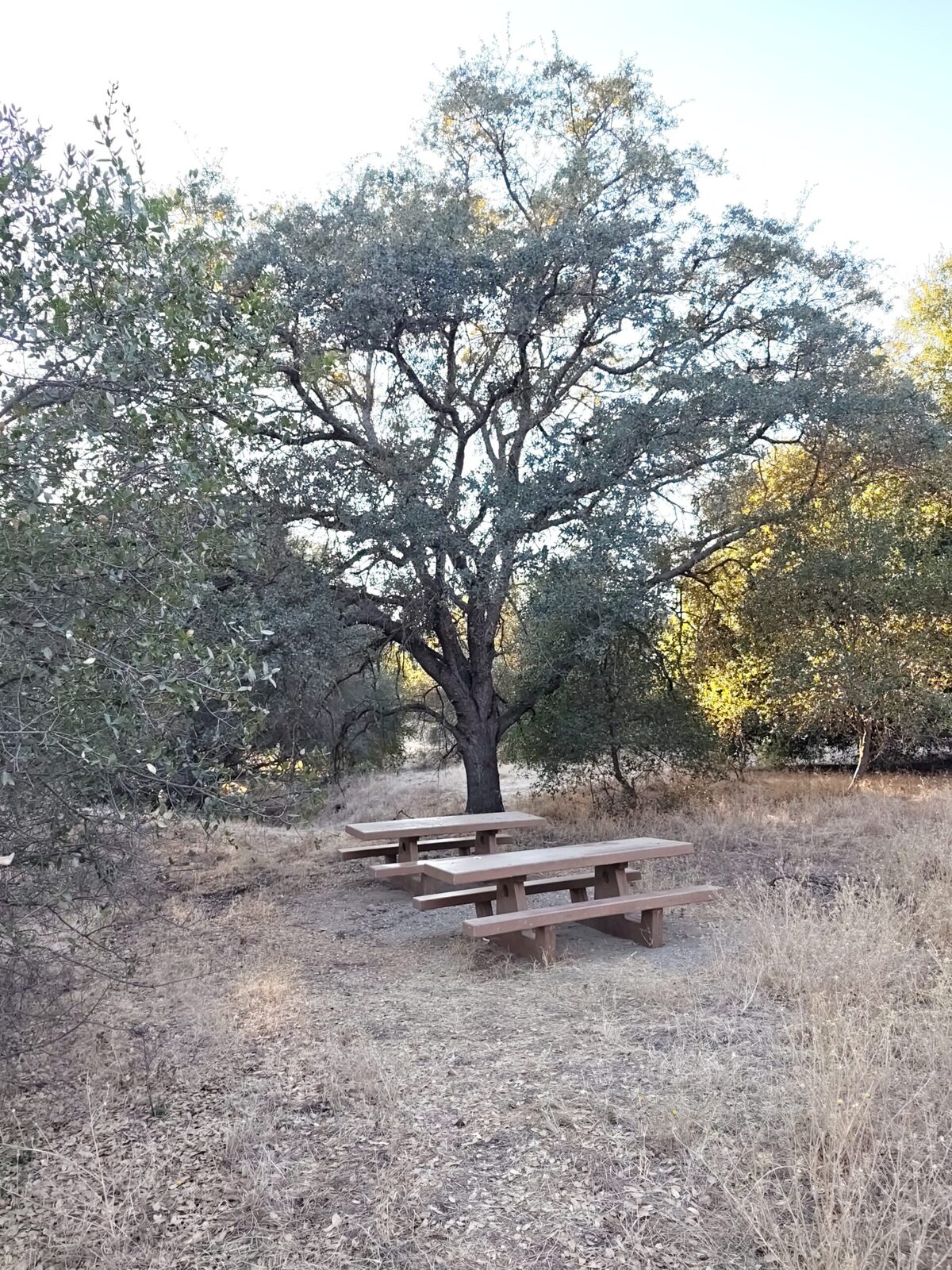A picnic table under the oaks