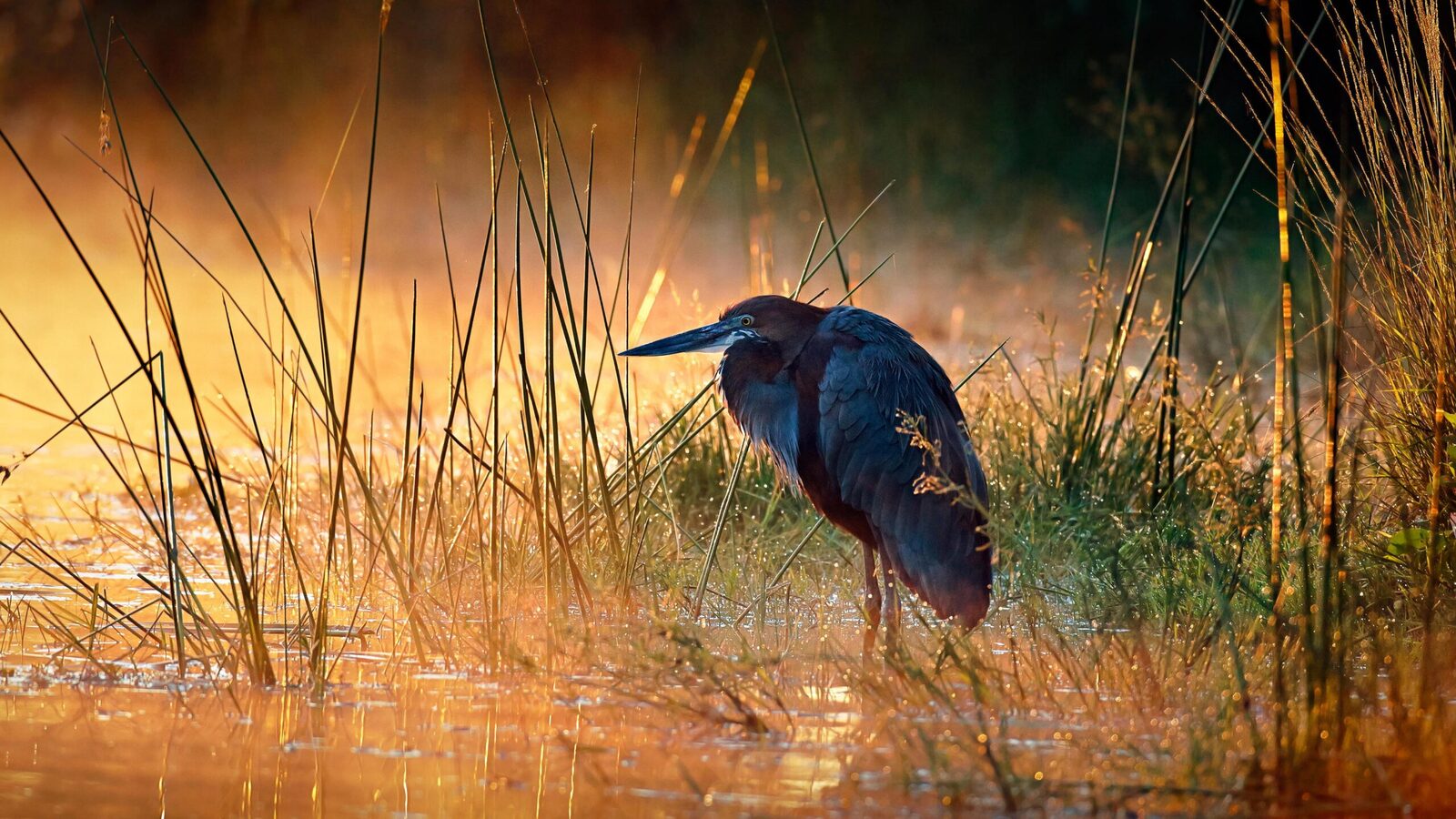 Great blue heron among the reeds at sunrise
