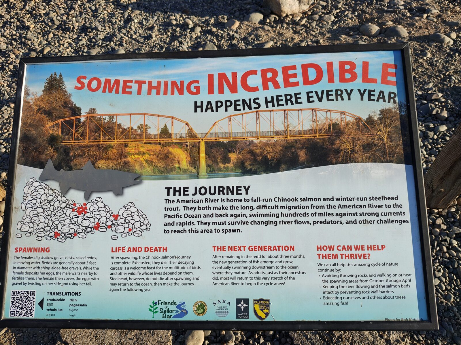 Something Incredible Happens Here Every Year: the journey of Chinook salmon and steelhead
