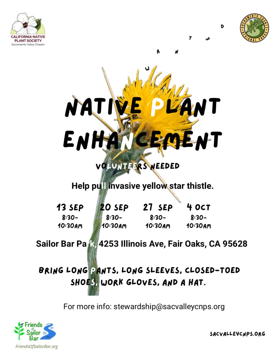Native Plant Enhancement: volunteers needed to help pull invasive yellow star thistle