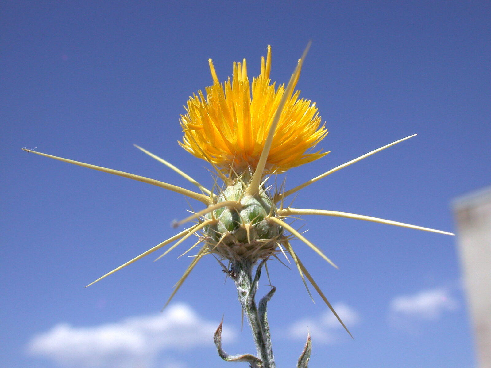 Yellow star thistle in bloom
